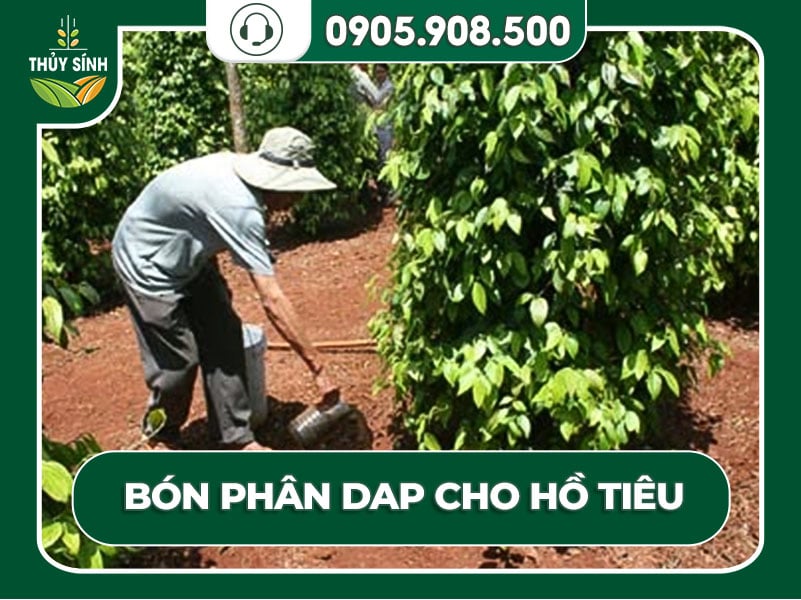 Bón DAP cho cây tiêu