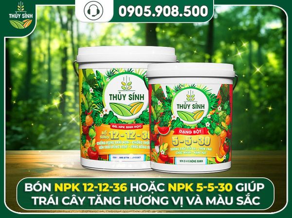 tăng chất lượng trái bưởi da xanh