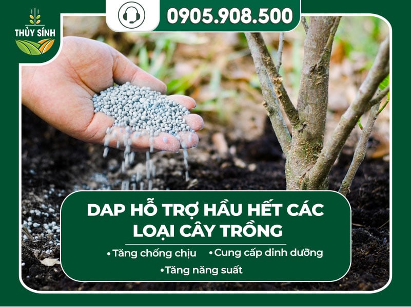 Lợi ích của DAp
