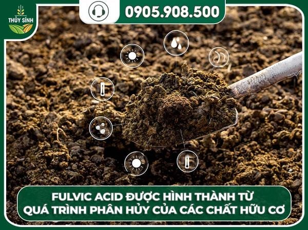 Fulvic acid là gì