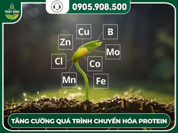 tăng cường quá trình hình thành protein