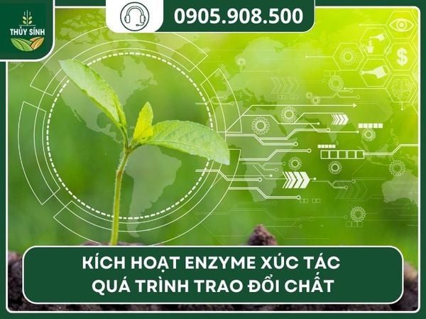 Fulvic acid kích hoạt enzym