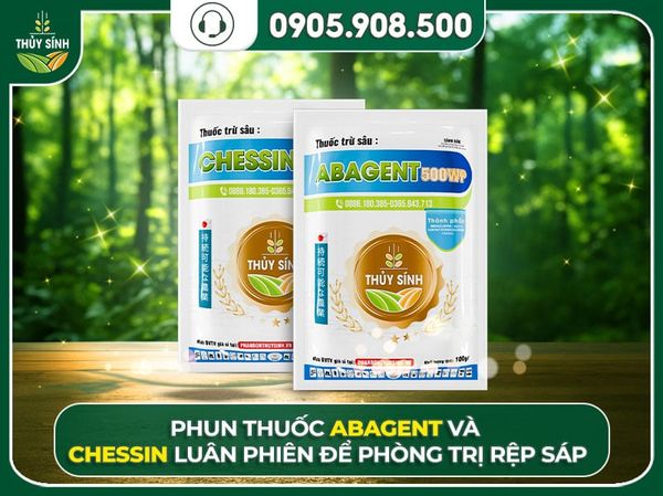 phòng rệp sáp bưởi da xanh