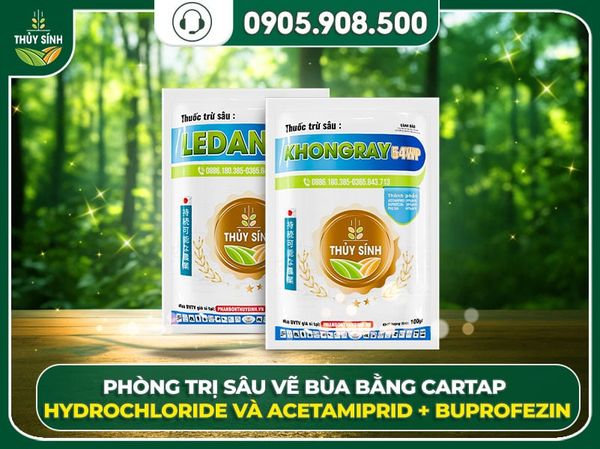 phòng sâu vẽ bùa bưởi da xanh