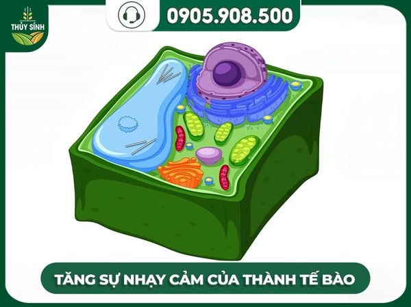 Tăng sự nhạy cảm của thành tế bào