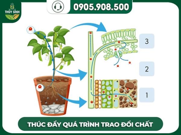 thúc đẩy quá trình trao đổi chất