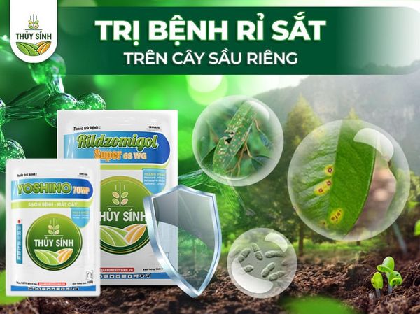 bệnh rỉ sắt trên cây sầu riêng