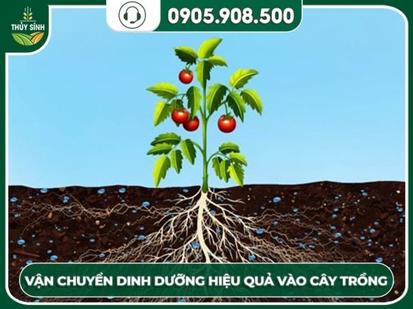 Fulvic acid tăng hiệu quả vận chuyển dinh dưỡng cho cây