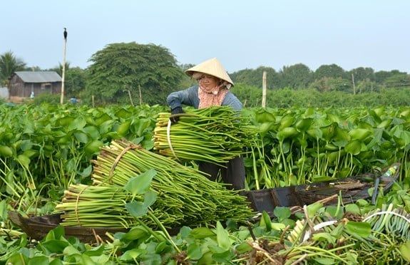 Túi lục bình | Thời trang thiết kế Hity