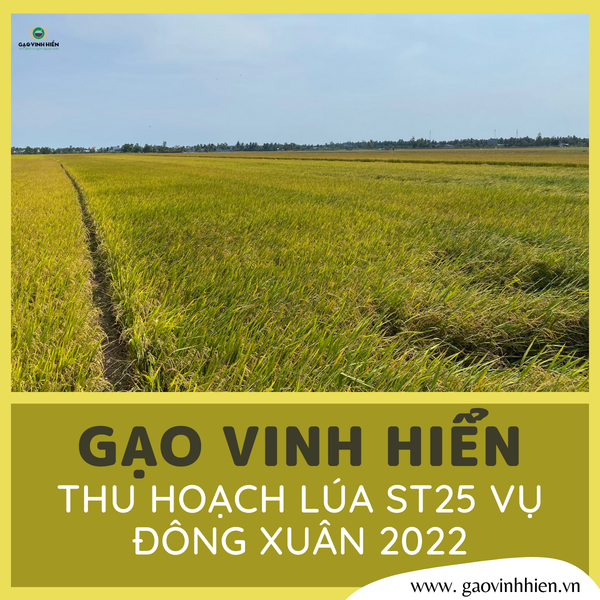 VINH HIỂN FARM THU HOẠCH LÚA ST25 VỤ ĐÔNG XUÂN NĂM 2022