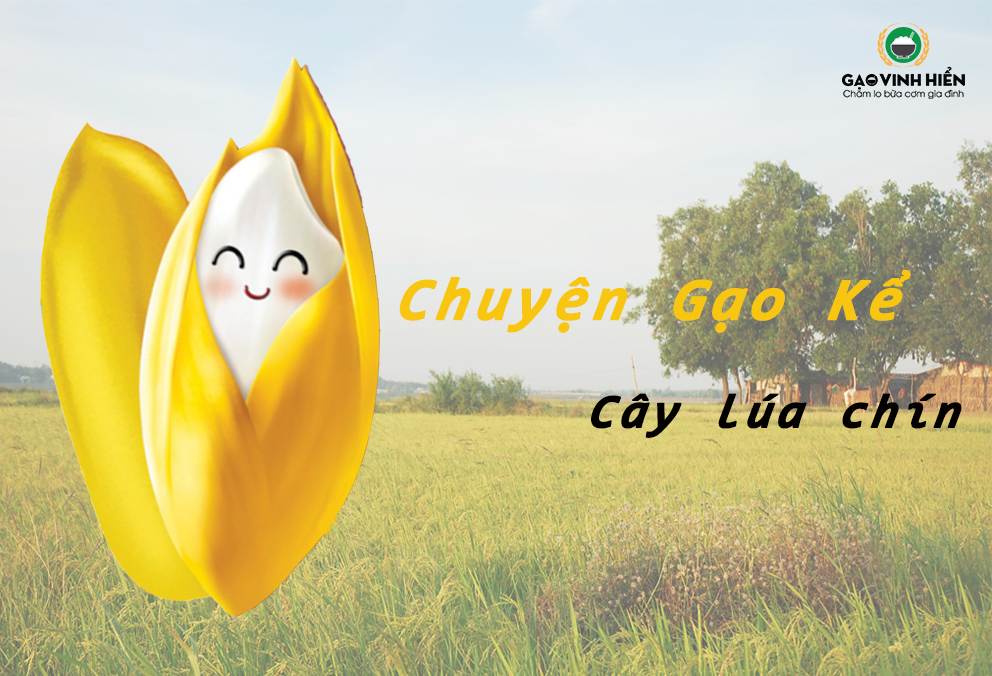 [Chuyện Gạo kể] Thu hoạch lúa chín như thế nào?