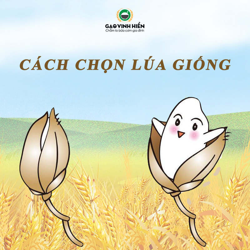 [Chuyện Gạo Kể] Chọn giống lúa như thế nào?