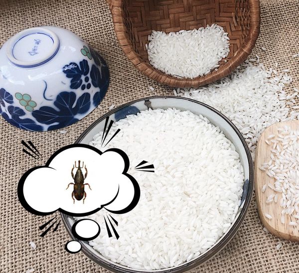 MẸO HAY BẢO QUẢN GẠO TRÁNH MỌT TẤN CÔNG