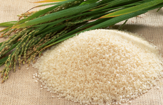 Các loại gạo Nhật Bản ngon được ưa chuộng tại Việt Nam