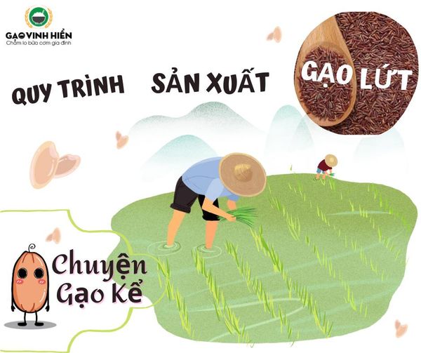 [Chuyện Gạo Kể] QUY TRÌNH SẢN XUẤT GẠO LỨT VIETGAP