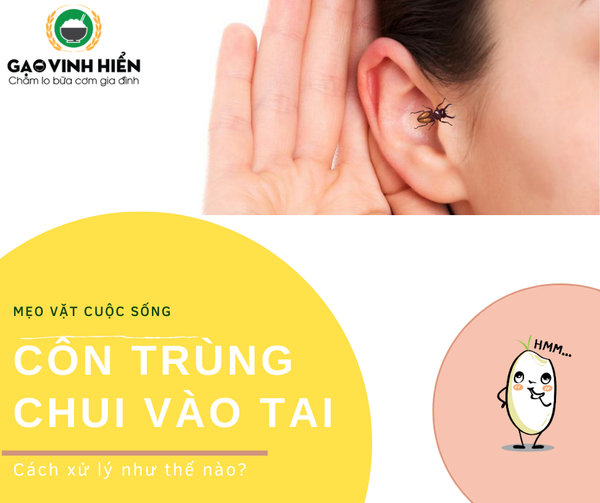 CÁCH XỬ LÝ KHI CÔN TRÙNG CHUI VÀO TAI