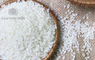 Gạo Nhật Japonica | Vì sao Japonica hot đến vậy?