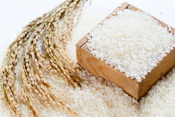 Tính chất của gạo Japonica mà không phải ai cũng biết
