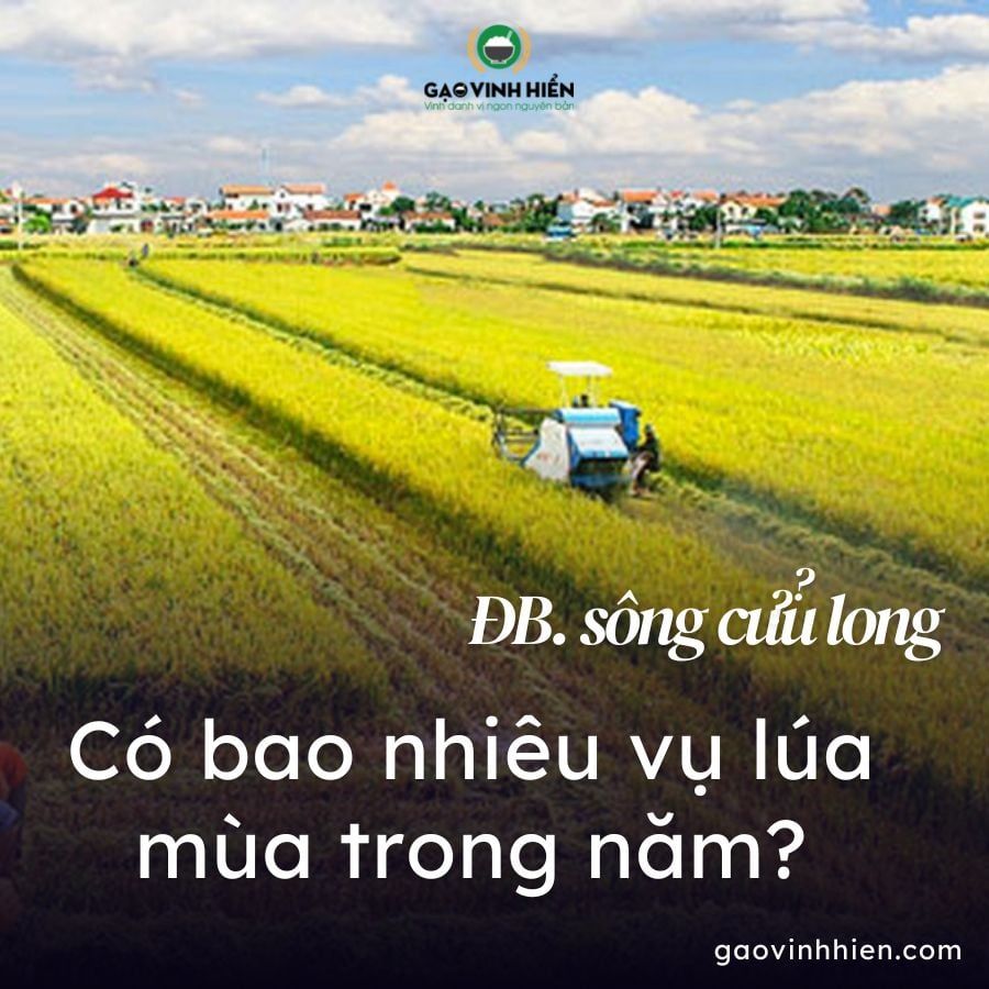 CÁC MÙA VỤ MÙA LÚA GẠO TRONG NĂM?