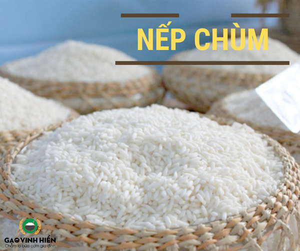 Nếp Chùm là loại gạo nếp gì?