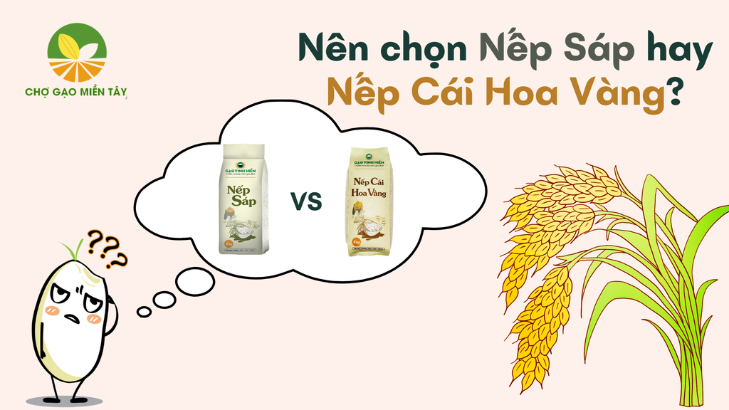 Chọn Nếp Sáp hay Nếp Cái Hoa Vàng là phù hợp nhất?