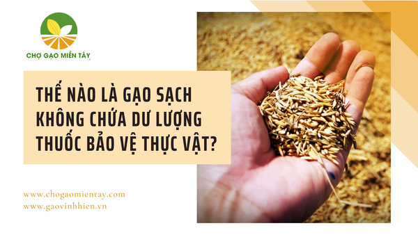 Gạo không chứa dư lượng thuốc trừ sâu