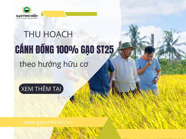 Thu hoạch Cánh đồng 100% thuần giống ST25 được trồng trọt hướng hữu cơ