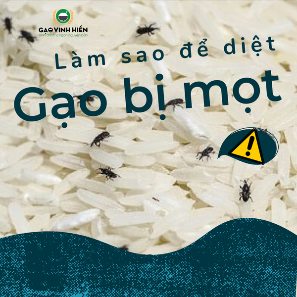 xu-ly-gao-bi-moi-mot-sau-gao-vinh-hien