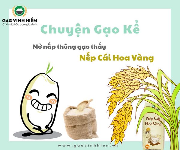 nếp cái hoa vàng