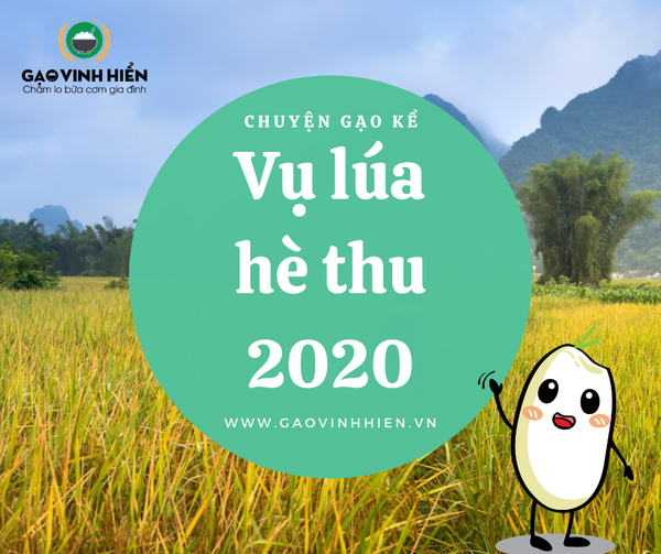 vụ lúa hè thu 2020