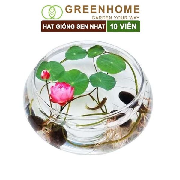 Hạt giống hoa sen Nhật mini, gói 10 hạt, nhiều màu, dễ trồng, tặng kèm hướng dẫn, H01 |Greenhome