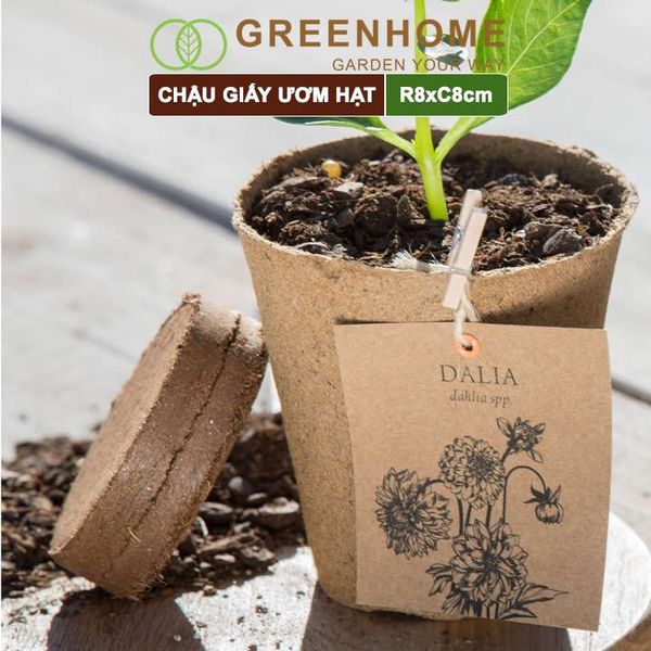 Chậu giấy ươm hạt, D8xR8cm, bằng giấy hữu cơ tự phân huỷ, tiện lợi, ươm cây giống, hạt giống |Greenhome