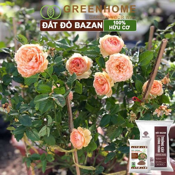 Đất đỏ bazan Tropical, trồng hoa hồng, kiểng lá, rau sạch, cây ăn trái |Greenhome