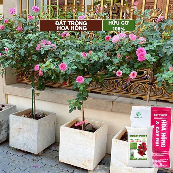 Đất trồng hoa hồng hữu cơ, trộn sẵn, đầy đủ dinh dưỡng, kháng bệnh tốt, sai hoa, bông to |Greenhome