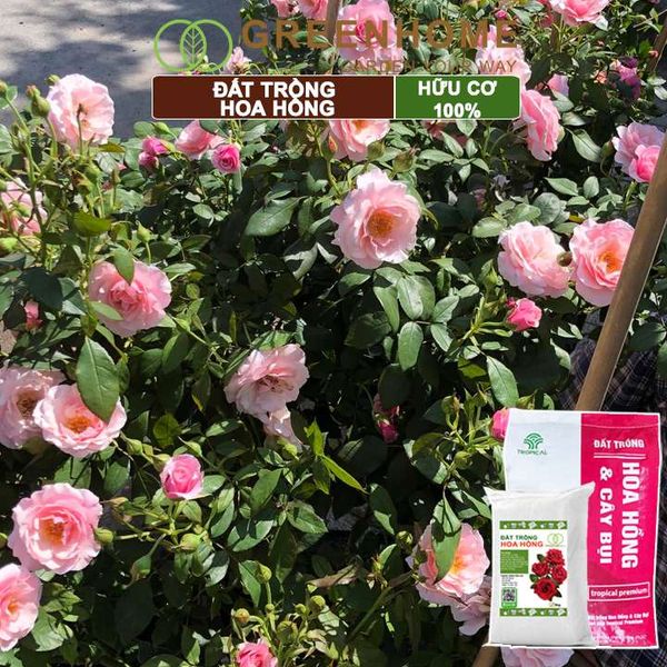Đất trồng hoa hồng hữu cơ, trộn sẵn, đầy đủ dinh dưỡng, kháng bệnh tốt, sai hoa, bông to |Greenhome