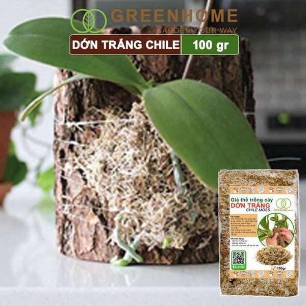 Dớn trắng Chilê, gói 100gr, đã qua xử lý, giữ ẩm tốt, kháng khuẩn tự nhiên, làm giá thể trồng phong lan, kiểng lá hiệu quả |Greenhome