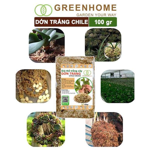 Dớn trắng Chilê, gói 100gr, đã qua xử lý, giữ ẩm tốt, kháng khuẩn tự nhiên, làm giá thể trồng phong lan, kiểng lá hiệu quả |Greenhome