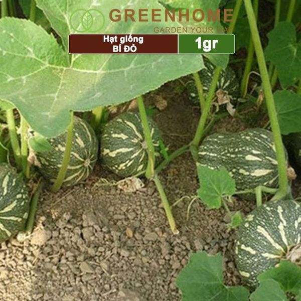 Hạt giống Bí đỏ Greenhome, gói 1gr, trái sai, thịt nhiều, trồng quanh năm T03