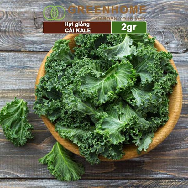 Hạt giống Cải xoăn Kale, 2gr, dễ trồng, giàu dinh dưỡng R16