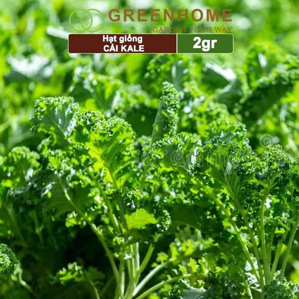 Hạt giống Cải xoăn Kale, 2gr, dễ trồng, giàu dinh dưỡng R16
