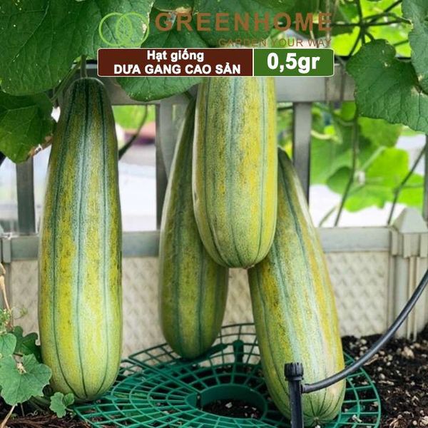 Hạt giống Dưa gang Greenhome, gói 0,5gr, trái dài, thơm, ngon, trồng quanh năm T04