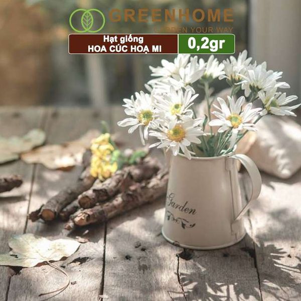 Hạt giống Cúc hoạ mi Greenhome, gói 0,2gr, dễ trồng quanh năm, hoa trắng, nhuỵ vàng H04