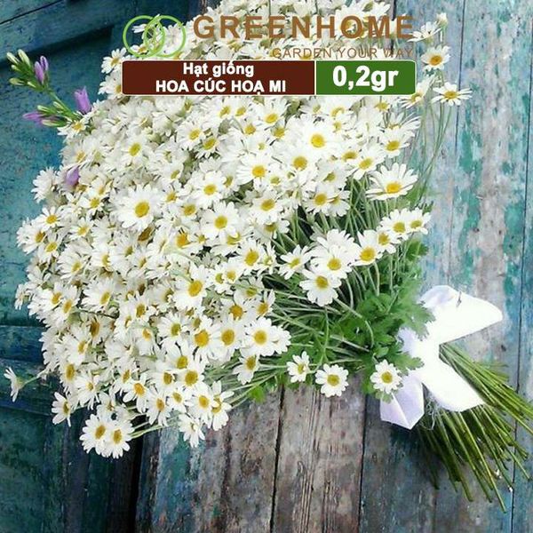 Hạt giống Cúc hoạ mi Greenhome, gói 0,2gr, dễ trồng quanh năm, hoa trắng, nhuỵ vàng H04