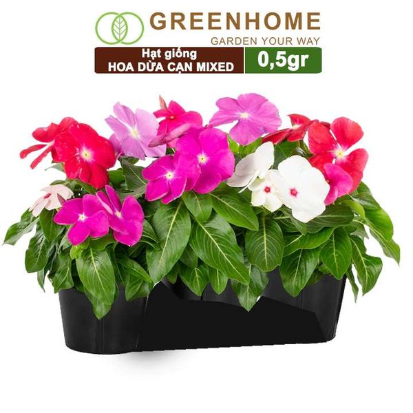 Hạt giống Hoa Dừa Cạn đứng Greenhome, gói 0,5gr, nhiều màu, thích hợp trồng sân vườn, chậu H09