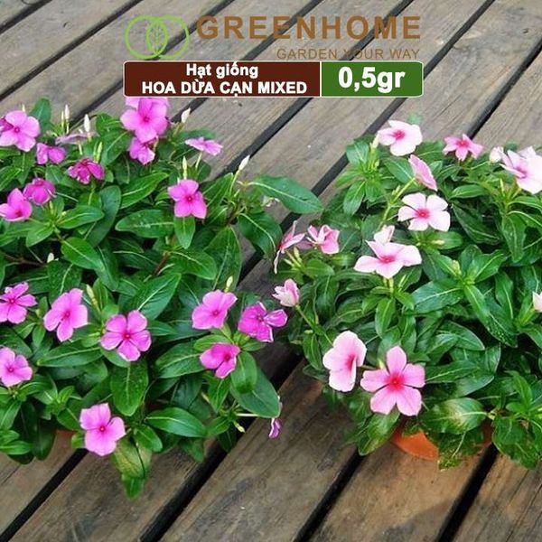 Hạt giống Hoa Dừa Cạn đứng Greenhome, gói 0,5gr, nhiều màu, thích hợp trồng sân vườn, chậu H09