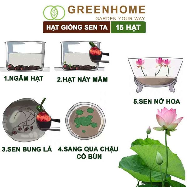 Hạt giống hoa Sen ta Greenhome, gói 15 hạt, dễ trồng, bông to, tặng kèm hướng dẫn H11