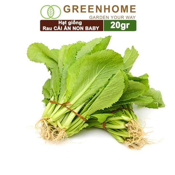 Hạt giống rau Cải ăn non baby, gói 20g, dễ trồng, thu hoạch nhanh R05 |Greenhome