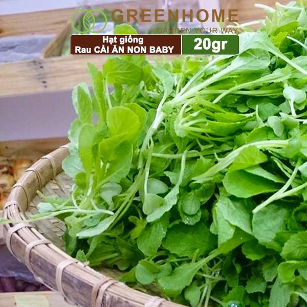 Hạt giống rau Cải ăn non baby, gói 20g, dễ trồng, thu hoạch nhanh R05 |Greenhome