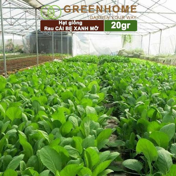 Hạt giống rau Cải bẹ xanh mỡ, gói 20g, dễ trồng, thu hoạch nhanh R04