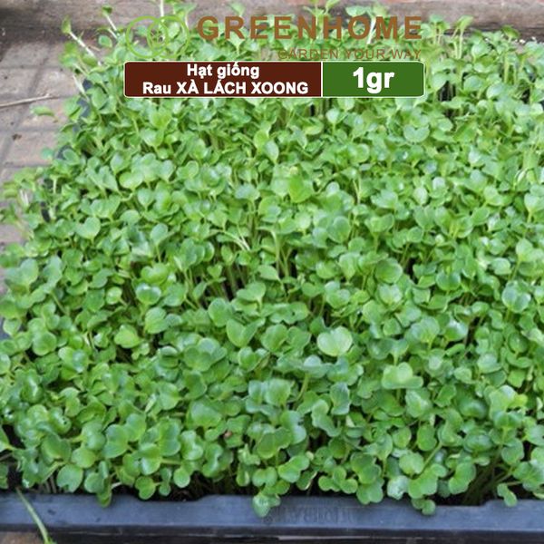 Hạt giống rau Xà lách Xoong ,gói 1g ,dễ trồng, thu hoạch nhanh R01|Greenhome
